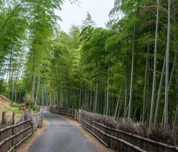 Bambusové farmy, Kjóto (Japonsko)