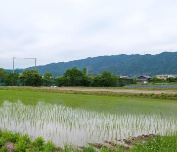 Rýžová pole, Kjóto (Japonsko)