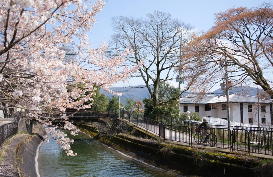 Biwa kanál sakura, Kjóto