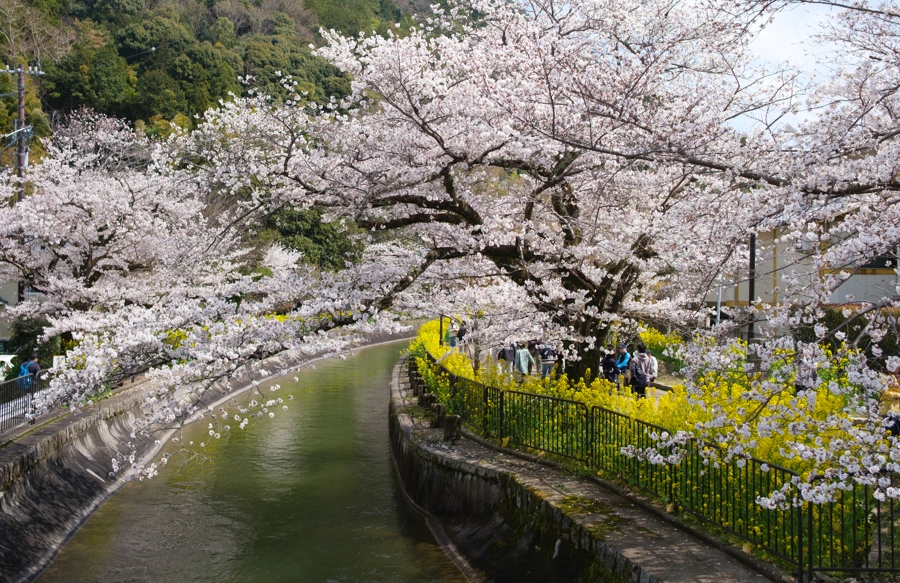 Biwa kanál sakura, Kjóto