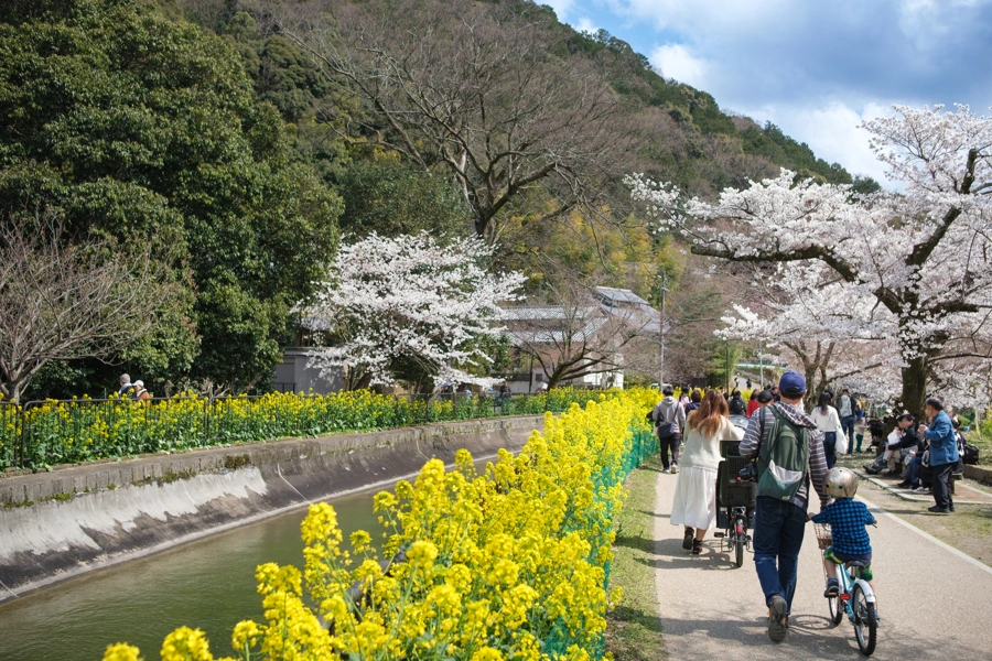 Biwa kanál sakura, Kjóto