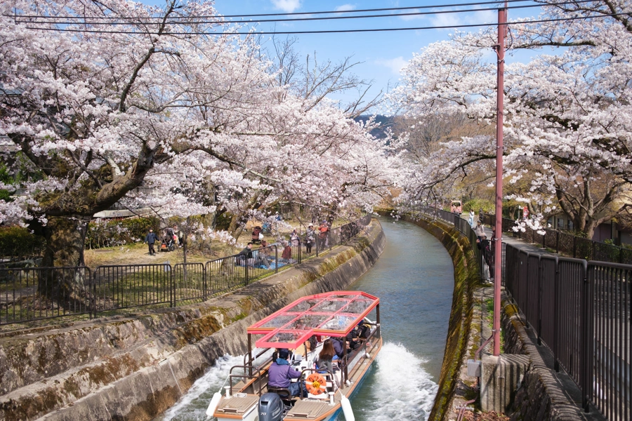 Biwa kanál sakura, Kjóto