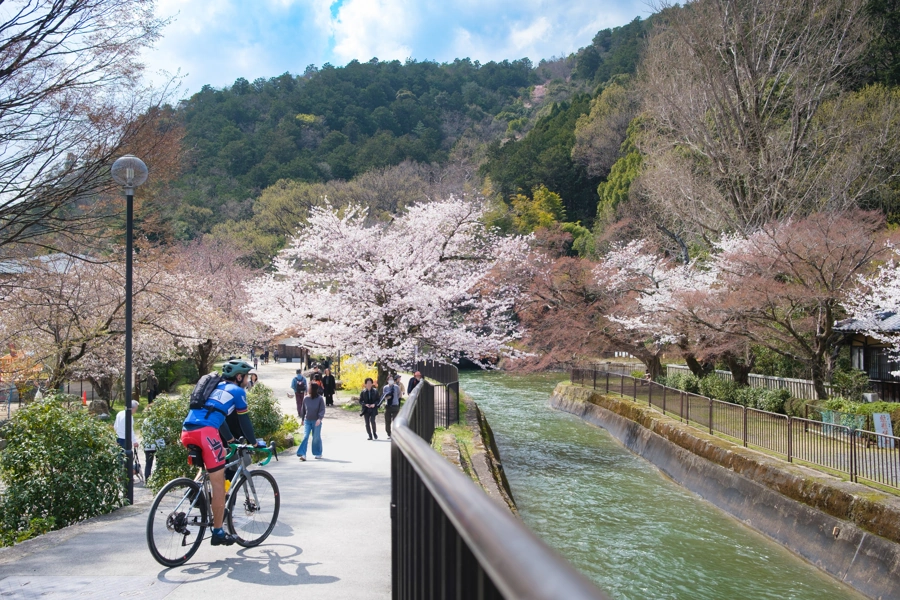 Biwa kanál sakura, Kjóto