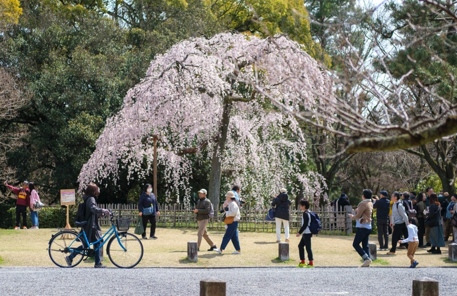 Palác sakura, Kjóto