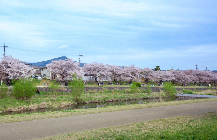 Sakura v Kjótu, Kamo řeka