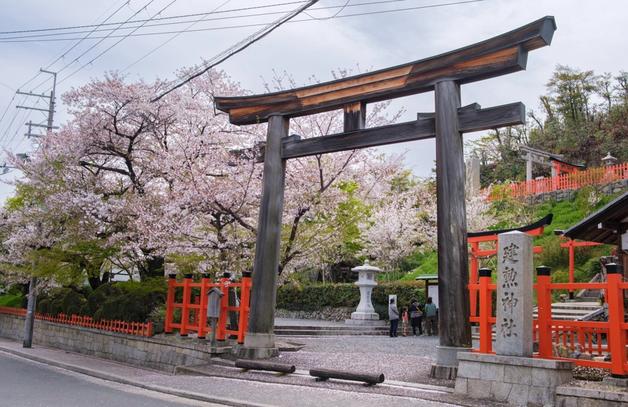 Sakura v Kjótu
