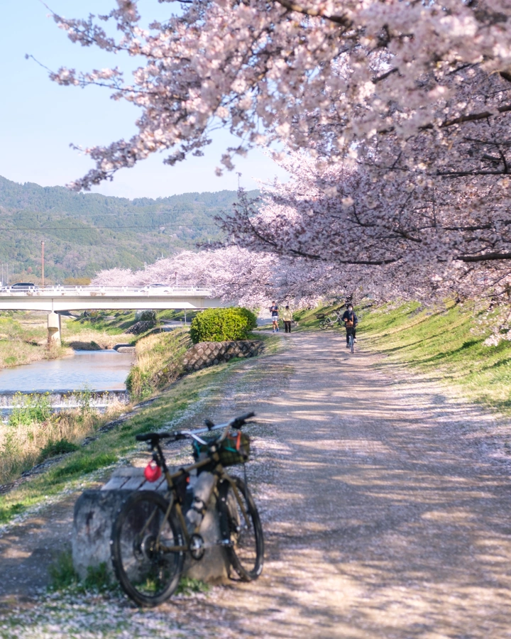 Sakura v Kjótu