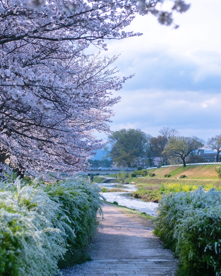 Sakura v Kjótu