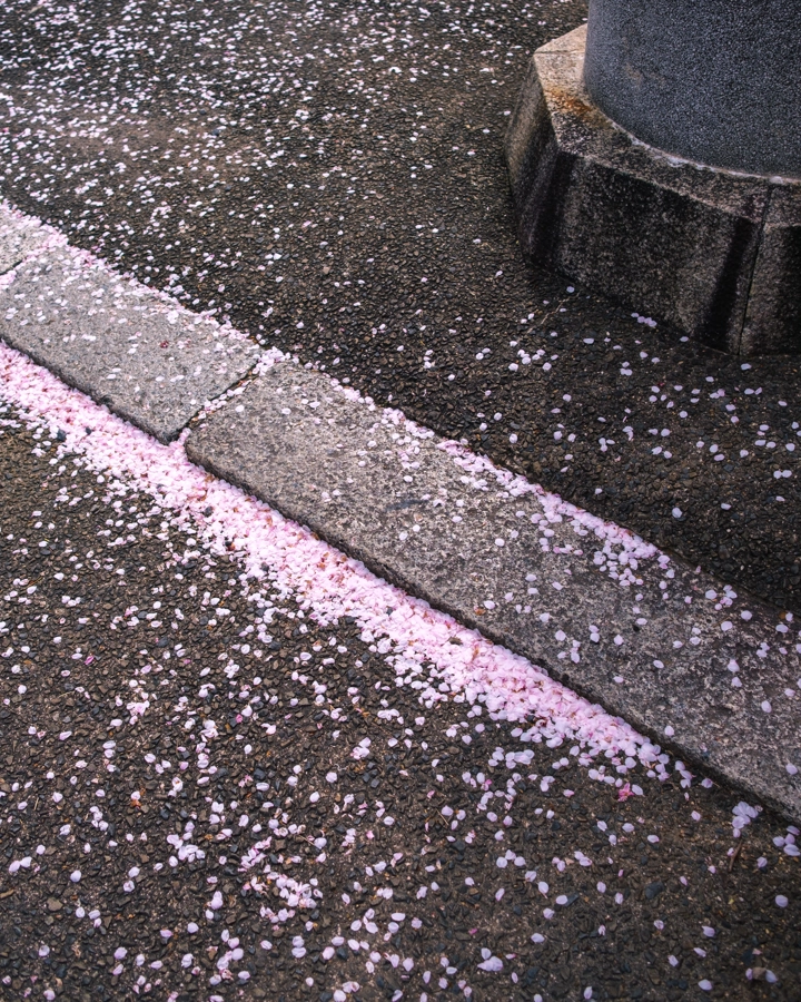 Sakura v Kjótu