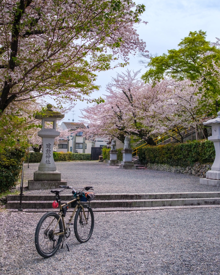 Sakura v Kjótu