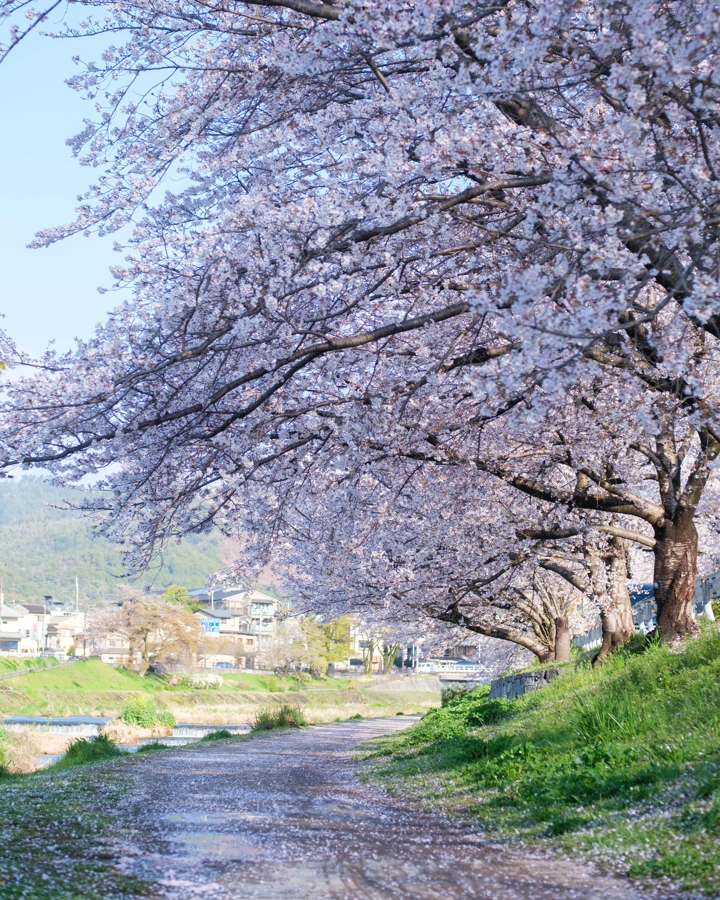 Sakura v Kjótu